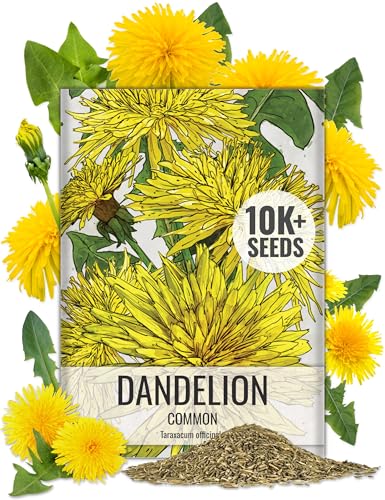 Seed Needs Dandelion Seeds 10 000 Herb Seeds Non GMO Bulk Pack