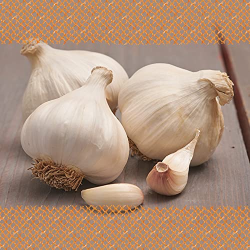 FLORTUS – Winterpflanzknoblauch Messidrome 250 g zertifiziertes Pflanzgut, keine Samen – Knollengröße 40 - 50 mm – winterhart, würziger Knoblauch aus Südfrankreich