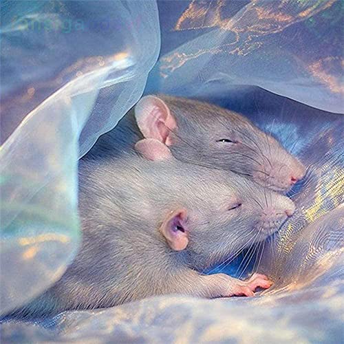 Kits de pintura de diamantes para adultos por número, taladro completo 5D, rata redonda, animales, bricolaje, diamante de cristal, bordado HD, lienzo para decoración de pared del hogar y regalo (16 x