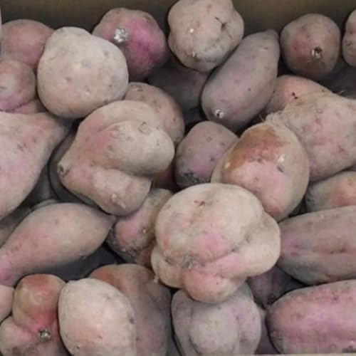 訳あり 種子島産 安納芋, 無農薬栽培, 生芋 10kg, サイズ混合 SS-3L (約50-650g), 自宅用・業務用向け