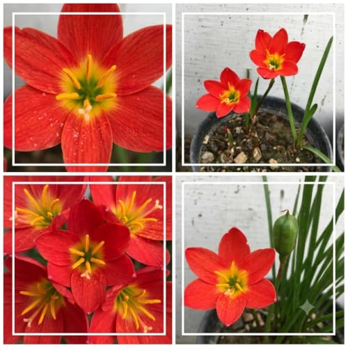 Image of Rain Lily (Zephyranthes) Bulbs by Korrel Seeds - Vibrant Flower Bulbs for Garden & Outdoor Planting - Ideal for Rainy Season Bloom (50, Red)