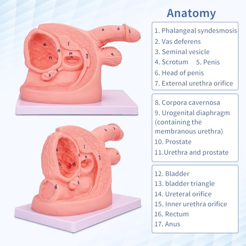 2Pcs Catheterization Model Male Female, Catheter Model Internal External Genital PVC Anatomy Model Nursing Practice for Medical Clinical Teaching and Practical Training