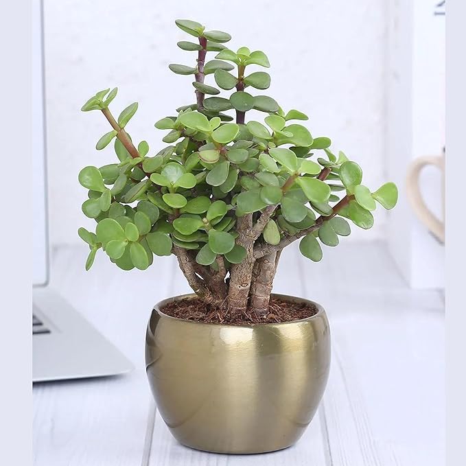 Purely Plants Live Jade Plant (Crassula ovata), Button Cactus, Good Luck Plant for Indoor/Outdoor with Plastic Pot (Live Jade plant With plastic pot) (B0D6KRQ9Q1) Amazon Price History, Amazon Price Tracker