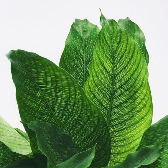 The Four Seasons Calathea Musaica | Network Plant | Rare Natural Imported Variety Live Prayer Plant in Pot (B07DJRSRDB) Amazon Price History, Amazon Price Tracker