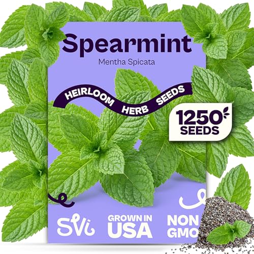 SVI 1250 Spearmint Seeds (Mentha spicata) – Mint Green Seed Packets, Aromatic Mint Leaves Fresh for Spearmint Tea, Natural Herbs – Heirloom Herb Seeds Indoor Herb Garden & Outdoor Garden, Containers
