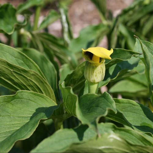 Plant World SeedsArisaema Flavum Subsp Abbreviatum Seeds (Tropical and Conservatory Seeds)