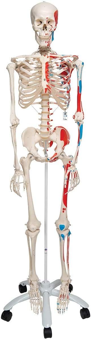 Tectake® Skelett, Lebensgroß Und Detailgetreu, Farblich Markierte Bereiche Sowie Muskel Und Knochennummerierung Inklusive Anatomieposter Tectake® Skelett, Lebensgroß Und Detailgetreu, Farblich Markierte Bereiche Sowie Muskel Und Knochennummerierung Inklusive Anatomieposter