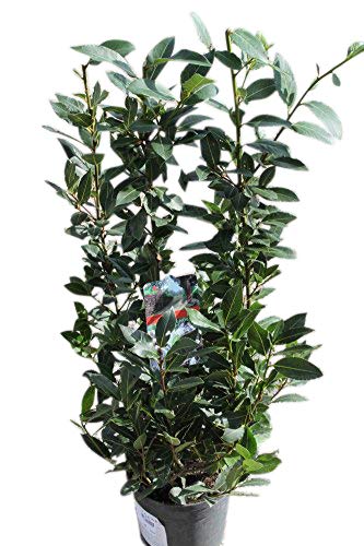 Bay Tree Bush Approx 100cm Tall - Good for Cooking or Just as an Ornamental - Laurus Nobilis
