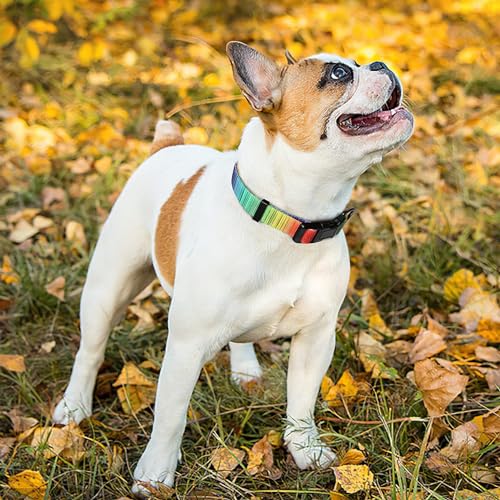 HEELE Hundehalsband, Hunde Halsband für Welpen Kleine Mittlere Große Hunde, Gemustertes Hundehalsbänder Verstellbares, Komfort, Robustem HundeHalsband, Regenbogen, XS
