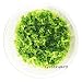Micranthemum Monte Carlo New Large Pearl Grass Live Aquatic Plant in Tissue Culture Cup for Aquarium Freshwater Fish Tank by Greenpro