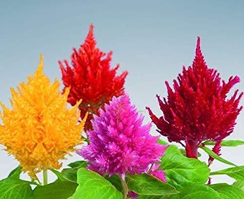 LIVOX Celosia Flower Seeds Hybrid Summer Flower Seeds for Home Gardening Mixed Color Flower Seeds - Pack of 50 Seeds per Packet (B093C76CYH) Amazon Price History, Amazon Price Tracker
