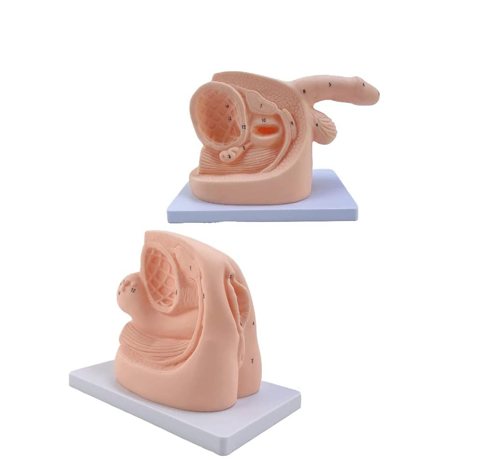 Modèle D'éducation D'exercices Cathétérisme Masculin Féminin,Ensemble D'enseignement D'anatomie Cathéter, Modèle De Cathétérisme Modèle D'anatomie Génitale Interne Et Externe Moule Cathéter Urinaire