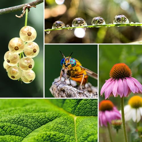 Adaptador de Lente Macro NEEWER 43mm 37-52mm Compatible - Fernando Cortés Adaptador de Lente Macro NEEWER 43mm 37-52mm Compatible - Fernando Cortés