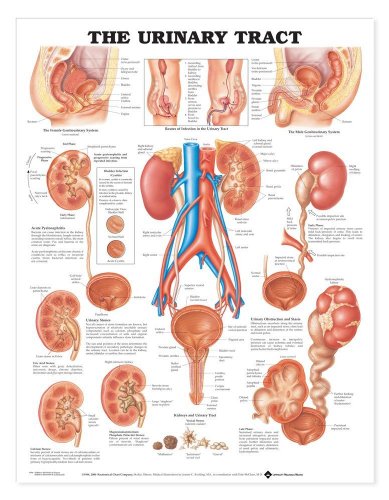 The Urinary Tract Anatomical Chart