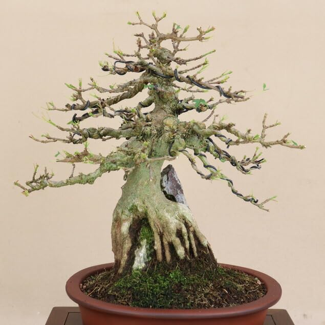 貴風盆栽石付きの楓 石付き楓の盆栽の販売｜盆栽