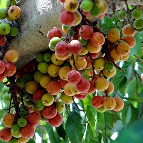 Mphmi Plants Ficus Racemosa Glomerata Cluster Fig Tree Indian Fig Tree Goolar Plant Umbar