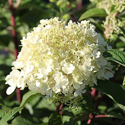 Thompson & Morgan Hardy Perennial Hydrangea Paniculata 'Bobo', Flowering Shrub, Attractive to Pollinators, Ideal for Cottage Gardens, Patios and Containers (2 x 3.6 Litre Pots)