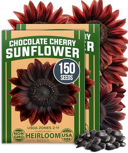 Image of HOME GROWN Chocolate Cherry Sunflower Seeds - 150 Heirloom Non-GMO Seeds - Burgundy Sunflowers for Planting - Tall Garden Flowers that Attract Pollinators & Butterflies (Helianthus annuus)