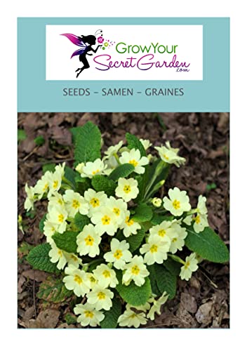 Primula veris - Primevère officinale, Coucou 50 Graines - vivace Cover