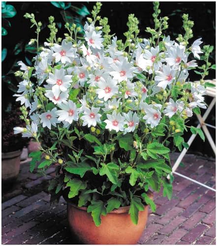 Dwarf Lavatera x Clementii Barnsley BABY Tree Mallow | Evergreen Shrub | Pot Plant