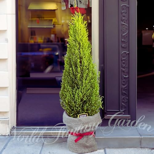 World Fantasy Garden ~̑蕨 NX}Xc[ɂȂ Rjt@[ S[hNXg 1 6y͂zCupressus macrocarpa Goldcrest v[g Mtg ϗtA dďΎ  ~ɋ A