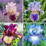 Iris Kaufen - Echte Iris mit rhizome, ideal zum Kaufen für Ihren Garten - Frostfeste Sorten für Garten & Balkon-4Wurzel-H
