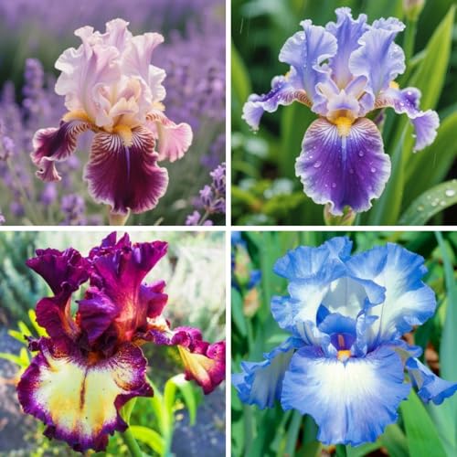 Iris Kaufen - Echte Iris mit rhizome, ideal zum Kaufen für Ihren Garten - Frostfeste Sorten für Garten & Balkon-4Wurzel-H