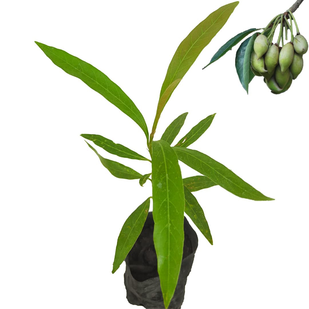 Madhuca longifolia (Mahua) Iluppai Live Original Sapling from Southern Eastern Ghats Mountain Range of South India, Seedling Fresh Plant, Truly Comes with Complete Air & Light Flow Organic Package.