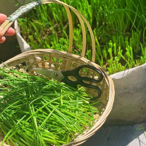 schnittlauch bio balkonpflanzen schnittlauchsamen mehrjährig seltene alte gemüsesorten kräutergarten exotische 200pcs