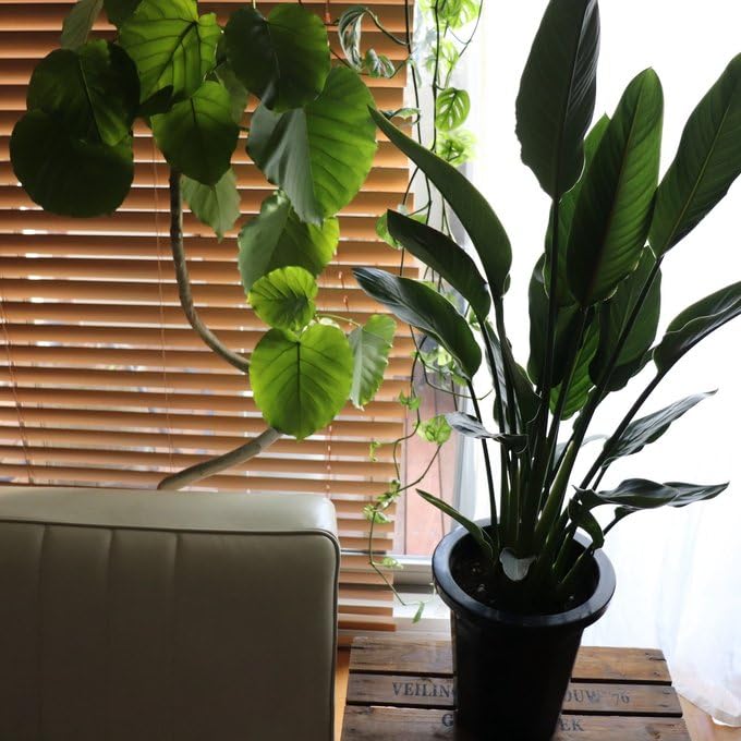 Amazon｜レギネ 8号 大きな観葉植物 ストレチア 極楽鳥花｜観葉植物