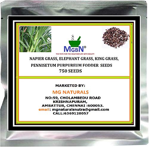MGBN THE PATH FOR THE HEALTHIER LIFE WITH BEAUTY NAPIER, ELEPHANT, KING GRASS, PENNISETUM PURPUREUM FODDER SEEDS (750 SEEDS) (B083GWLVR2) Amazon Price History, Amazon Price Tracker