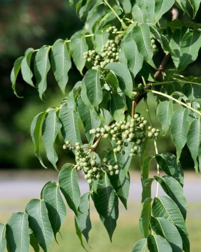 Amur-Korkbaum Phellodendron amurense Pflanze 70-80cm echter...