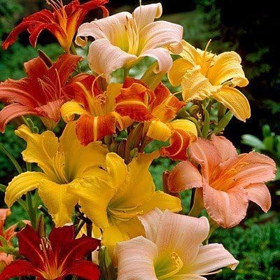Perennial Daylily Mix - 6 Bare Roots Perennial