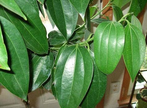 Greenursery Live Hedges & Shrubs Plants Cinnamon Sapling Plants, Dalchini, Channalavangam, Karuva, Elavangam, Vayana, Dasini Chekka, Darusita (Cinnamon Dalchini Plant) (B0CRH6J5WT) Amazon Price History, Amazon Price Tracker