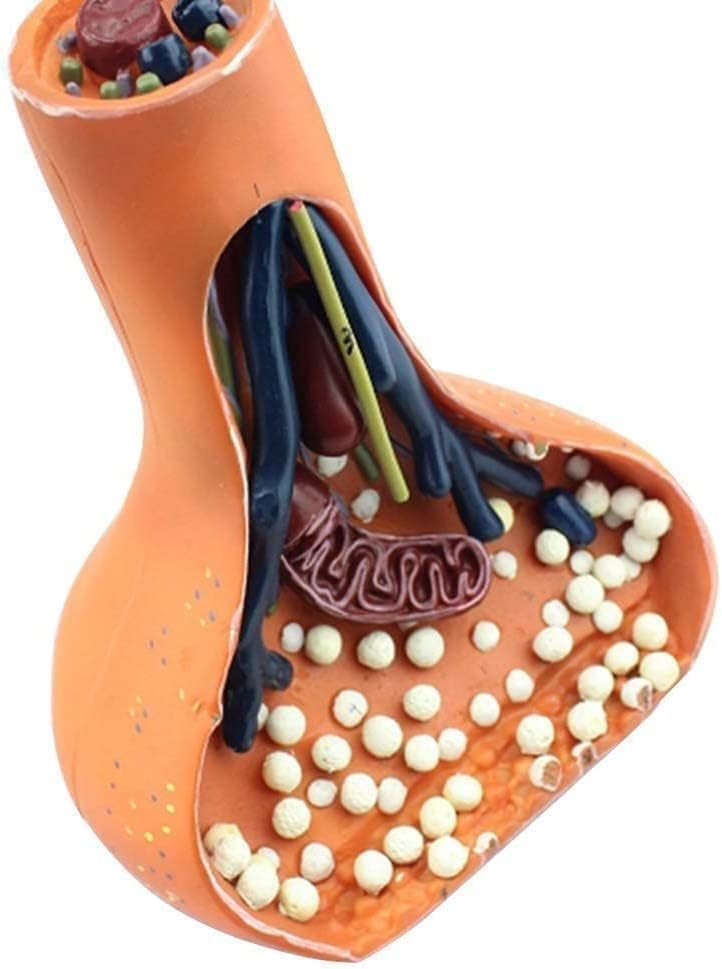 Teaching Model, Human Nerve Synapse Model, Learning Props Human Nerve Synapse Model, 9 Digital Sign Nerve Ending Synaptic Knob Model for Medical Students Eco-Friendly Display image 2