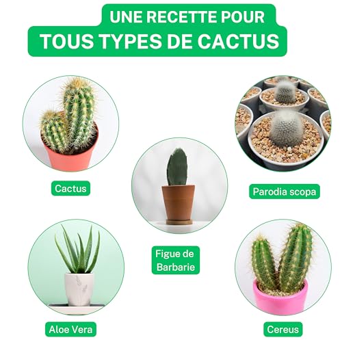 Terre D’AUGUSTE - Terreau Cactus, Plantes Grasses et Succulentes 6L-Terre cactée Premium Idéale Pour Rempotage - Fermeture Eclair Refermable