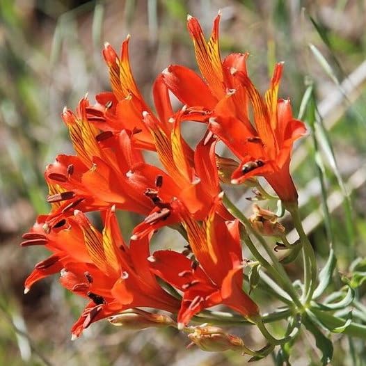 Plant World Seeds - Alstroemeria Ligtu 'Simsii' Seeds (Exotic Flower Seeds)