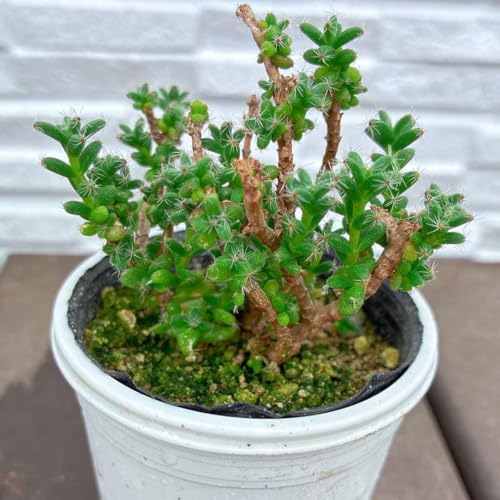コーデックス 観葉植物」の人気商品一覧 | 安い商品を通販サイトから