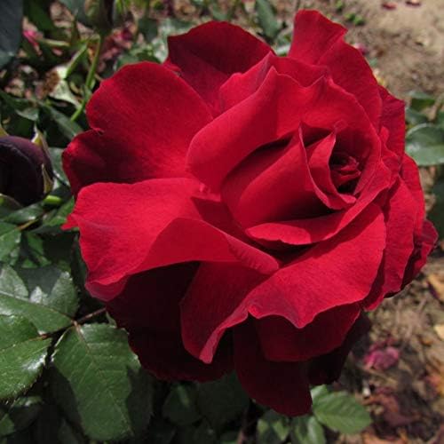 Lots Of Love 5 5lt Potted Hybrid Tea Garden Rose Bush Beautiful Deep Red Frilled Edged Blooms Strong Spicy Fragrance Exclusive Amazon Co Uk Garden Outdoors
