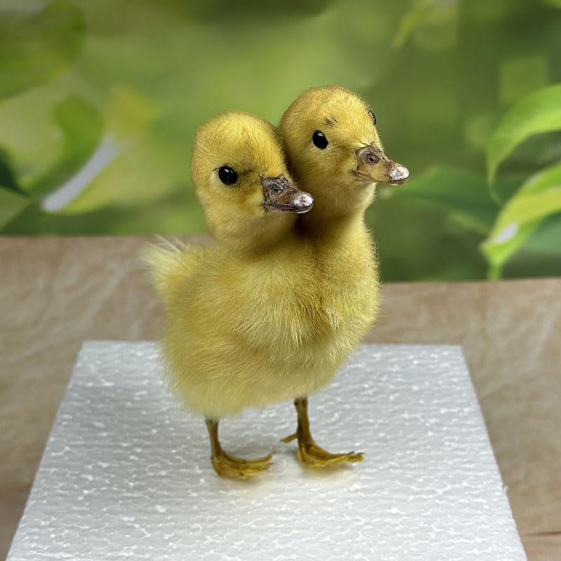 Animal specimens Filled with Real Eurasian Goose/Duck specimens Teaching/Decoration/Props Decoration (Yellow - Two-Headed Duckling)