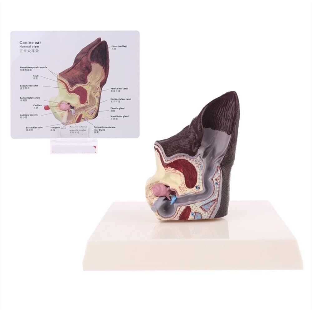 Hundeohrmodell, anatomisches Hundeohr, Hundeohrläsion, Tieranatomisches Modell for die Hundeanatomie und -physiologie, Unterricht, Lehrmaterial, Tierärztliche Familienausrüstung