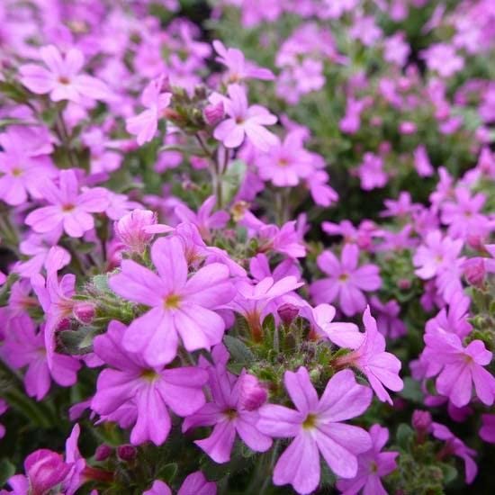 6x Silene schafta 'Splendens' - Silene schafta 'Splendens' - Vaso 9x9 cm - perenne rustica fioritura rosa giardino