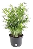 Costa Farms Chamaedorea Elegans Neathebella Palm Live Indoor Plant, 14-Inch