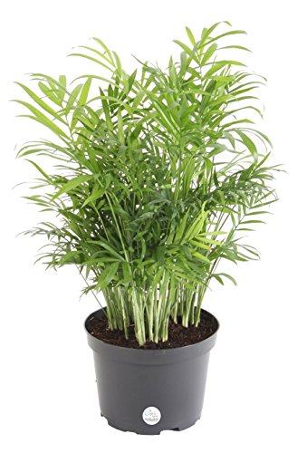 Costa Farms Chamaedorea Elegans Neathebella Palm Live Indoor Plant, 14-Inch