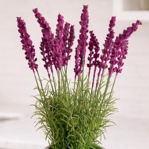 Image of Garden Art Artificial Lavender Plant with Pot - Flocked Purple Lavender Flowers in Textured Pot, Perfect for Home Decor, Office Desk & Gift Use (P-0230Pink)
