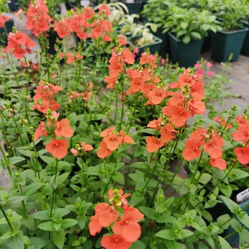 Elfensporn, für sonnige plätze Diascia barberae, balkongewächshäuser wildblumensamen balkonpflanzen blumensamen gastgeschenk blumenwiese 300Samen