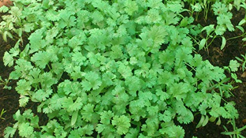Image of Plantogallery Vegetable Seeds | Coriander Green | F1 Hybrid | Organic Seeds | For Pot & Home Garden seeds | pack of 1 pkt 50-100 Seeds each
