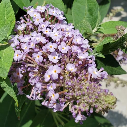 semi resistenti di farfalla lilla - farfalle buddleia -Buddleja, 150pcs