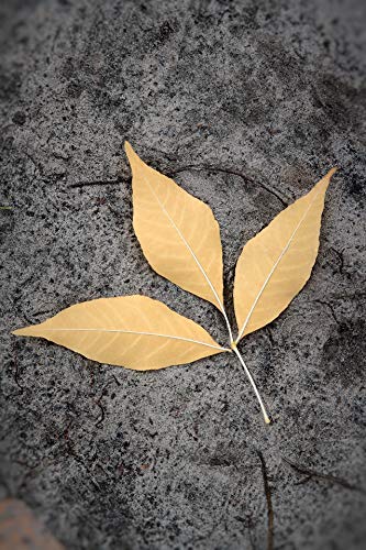 garerotea (tounojo-ka-) (Japanese Edition)
