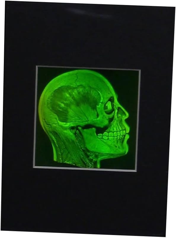 Brain/Skull (Anatomically Accurate) True 3D Photopoloymer Realistic 2-Channel 3D Hologram Picture (Matted Only)